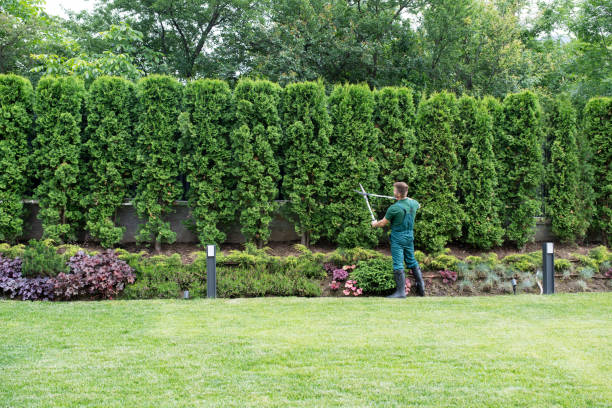 Best Lawn Watering Services  in Willmar, MN